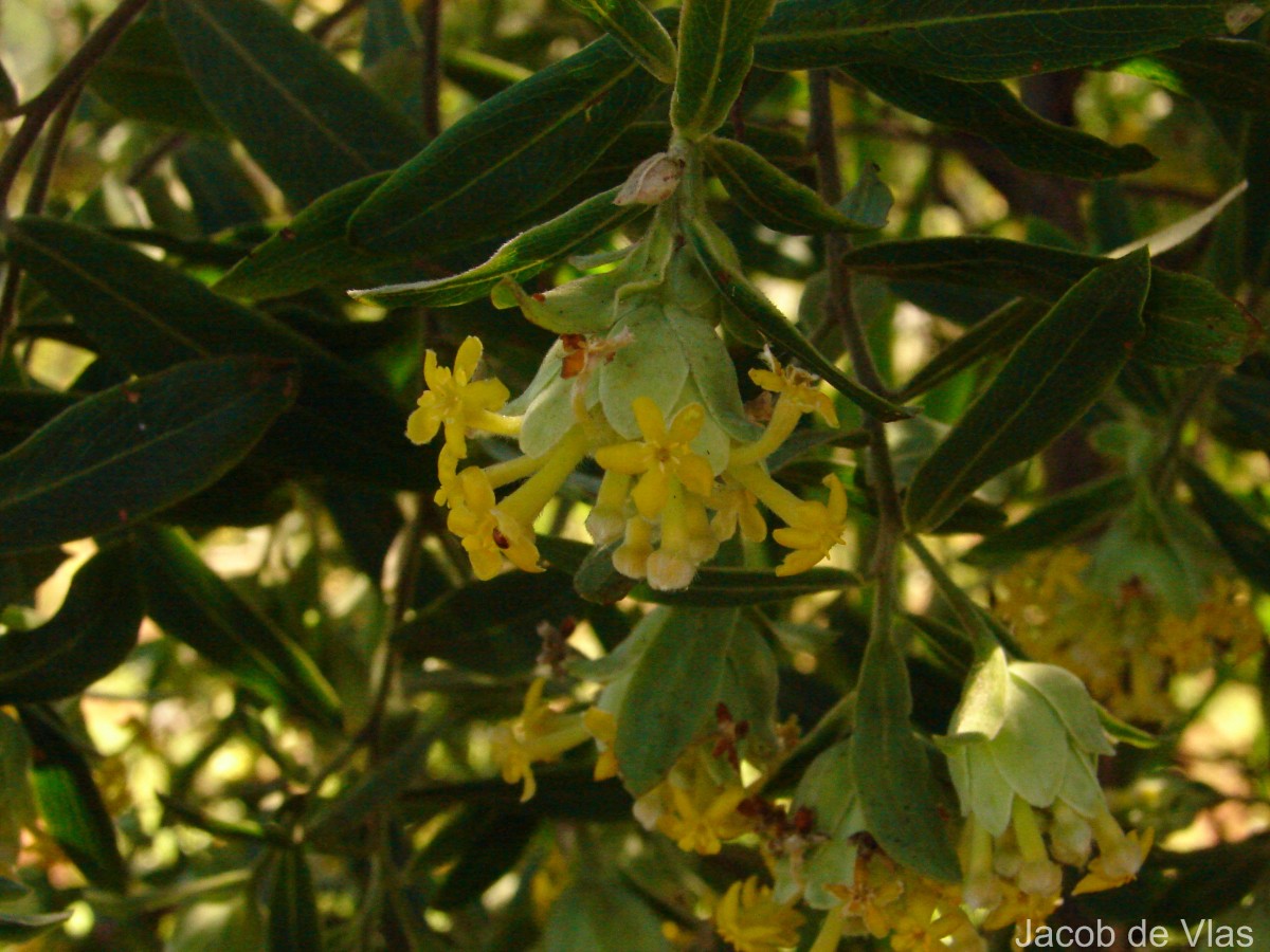 Lasiosiphon glaucus Fresen.